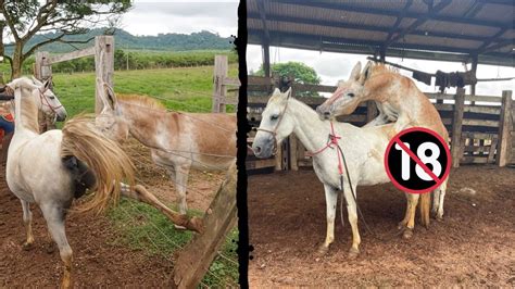 cruzamento de mula com cavalo|cruzamento de jumento com egua & jumentos。